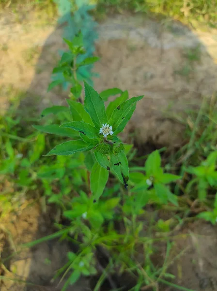 False Daisy Trailing Eclipta Bhringaraj Kesharaj Ayurvedic Medicine Flower Plant — Stock Photo, Image