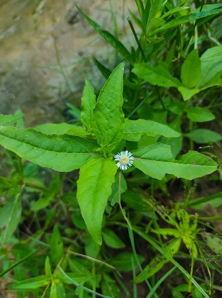 Falsa Margarida Trailing Eclipta Bhringaraj Kesharaj Ayurvedic Medicine Flower Plant — Fotografia de Stock