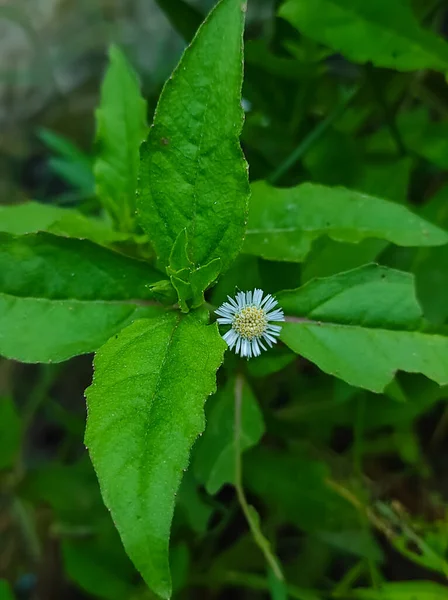 Una Falsa Daisy Trailing Eclipta Bhringaraj Kesharaj Ayurvedic Medicine Flower —  Fotos de Stock