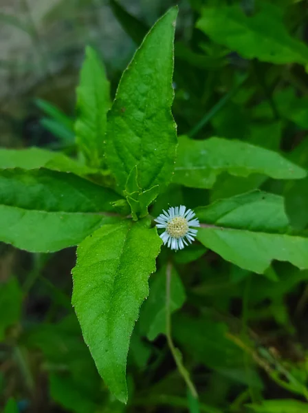 Una Falsa Margherita Trailing Eclipta Bhringaraj Kesharaj Ayurvedic Medicine Flower — Foto Stock