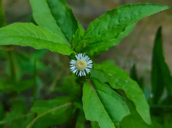 False Daisy Trailing Eclipta Bhringaraj Kesharaj Ayurvedic Medicine Flower Plant — Stock Photo, Image
