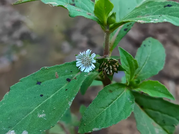A False Daisy Trailing Eclipta Bhringaraj Kesharaj Ayurvedic Medicine Flower Plant