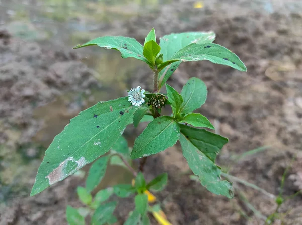 A False Daisy Trailing Eclipta Bhringaraj Kesharaj Ayurvedic Medicine Flower Plant