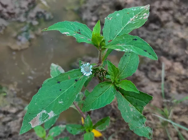 A False Daisy Trailing Eclipta Bhringaraj Kesharaj Ayurvedic Medicine Flower Plant