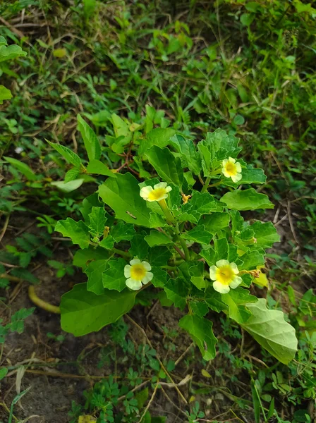 Bada Gokharu Gokhru Pedalium Murex Crow Thorn Yellow Flowers Plant — стоковое фото