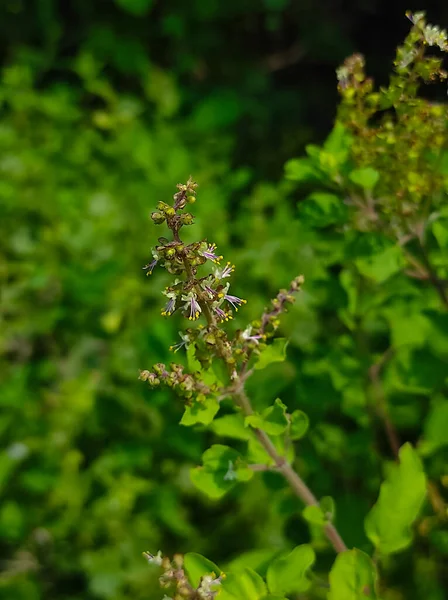 Ein Widder Tulsi Ocimum Gratissimum Basil Ayurvedische Medizin Pflanze — Stockfoto