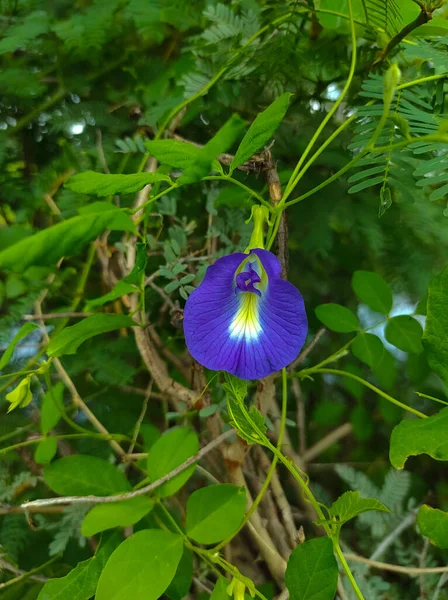 Aprajita Shankhpushpi Yonipushpa Blue Pea Flower Plant — 스톡 사진
