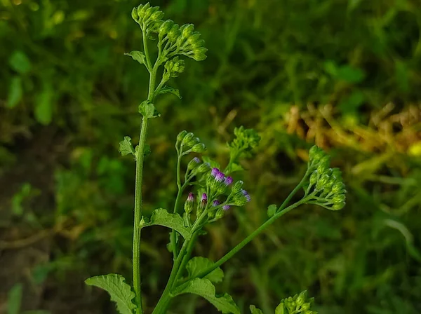 Ένα Sahadevi Vernonia Cinerea Cyanthillium Cinereum Τέφρα Χρωματισμένο Fleabane Purple — Φωτογραφία Αρχείου