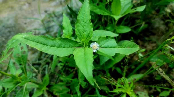False Daisy Trailing Eclipta Bhringaraj Kesharaj Ayurvedic Medicine Flower Plant — стокове відео