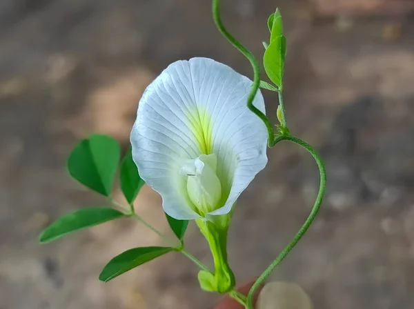 Aprajita Shankhpushpi Yonipushpa Garni Kalijar Vishnukanta Clitoria Ternatea White Flower — 스톡 사진
