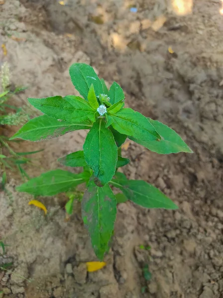 A Bhringaraj False Daisy Kesharaj Trailing Eclipta Bhangariya White Flower Plant