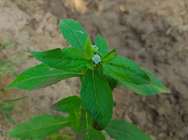 Bhringaraj False Daisy Kesharaj Trailing Eclipta Bhangariya White Flower Plant — стоковое фото