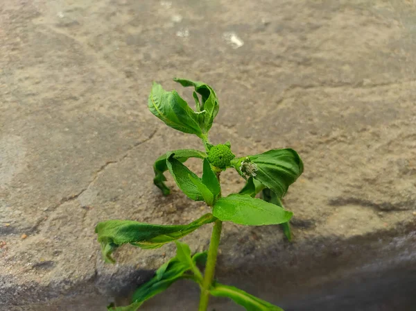 A Bhringaraj False Daisy Kesharaj Trailing Eclipta Bhangariya White Flower Plant