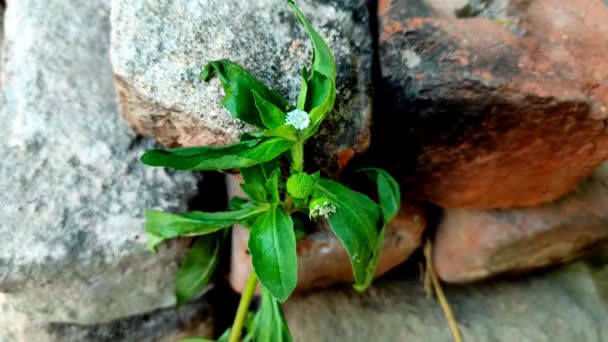 Брінґарай Фальш Дейзі Кешарадж Trailing Eclipta Bhangariya White Flower Plant — стокове відео