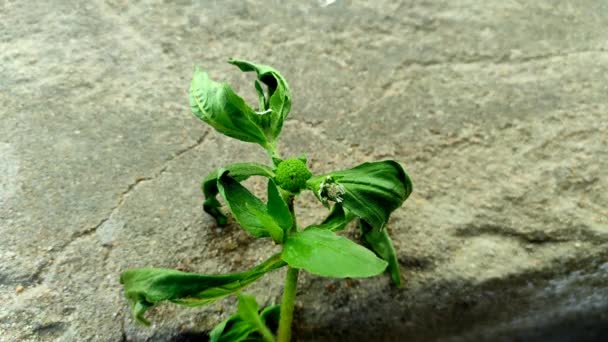 Брінґарай Фальш Дейзі Кешарадж Trailing Eclipta Bhangariya White Flower Plant — стокове відео