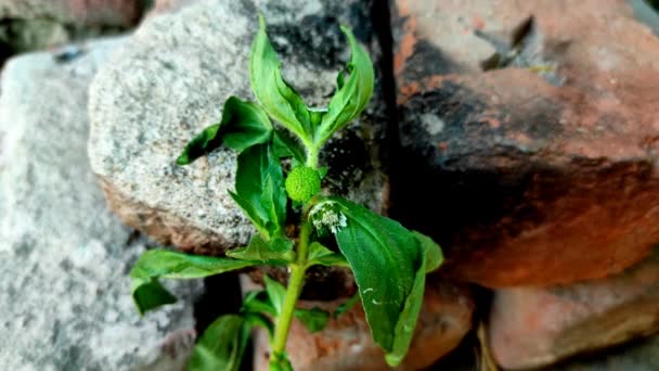 Брінґарай Фальш Дейзі Кешарадж Trailing Eclipta Bhangariya White Flower Plant — стокове відео