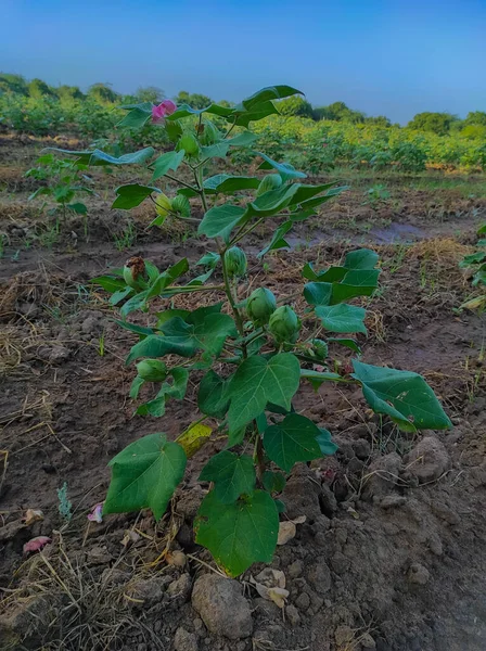 Красивый Крупный План Индийской Сельской Фермы Цветниках Хлопка — стоковое фото