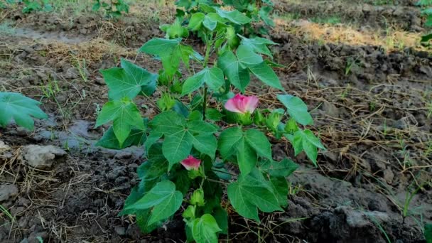 Pamuk Çiçeklerindeki Hint Köyü Çiftliğinin Güzel Yakın Çekimi — Stok video