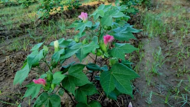 Egy Gyönyörű Közeli Lövés Indian Village Farm Cotton Flowers Plant — Stock videók