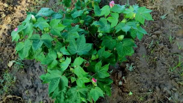 Eine Schöne Nahaufnahme Von Indian Village Farm Cotton Flowers Plant — Stockvideo