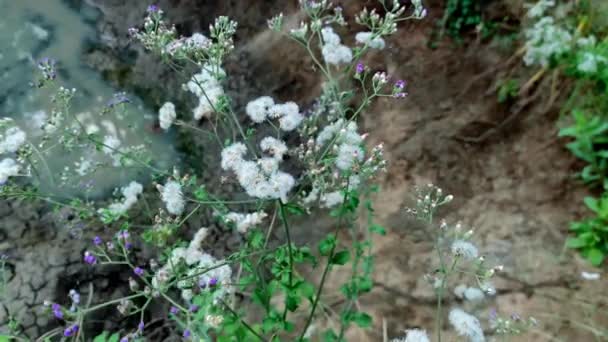Sahadevi Vernonia Cinerea Cyanthillium Cinereum Ash Fleabane Purple Fleabane Kukshim — Vídeo de Stock