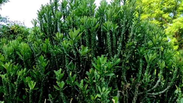 Nahaufnahme Von Thor Euphorbia Royleana Plant — Stockvideo