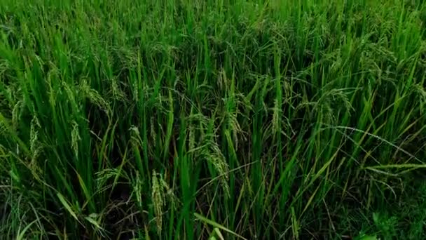 Campo Arroz Inmaduro Paisaje Granja — Vídeos de Stock