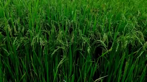 Незрелое Рисовое Поле Пейзаж Ферме — стоковое видео