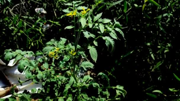 Primer Plano Shot Flores Pequeñas Ramas Color Amarillo Tomate Floreciente — Vídeos de Stock