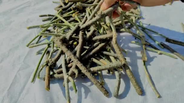 Cut Giloy Tinospora Cordifolia Stems Pile Guduchi Vine Gulvel Tranch — Αρχείο Βίντεο