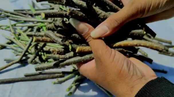 Cut Giloy Tinospora Cordifolia Stems Pile Guduchi Vine Gulvel Tranch — стокове відео