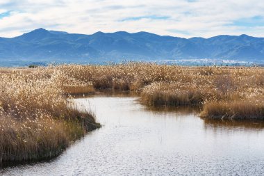 Wetlands in Mediterranean coast. Marjal Pego Oliva Natural Park, Alicante Valencia, Spain
