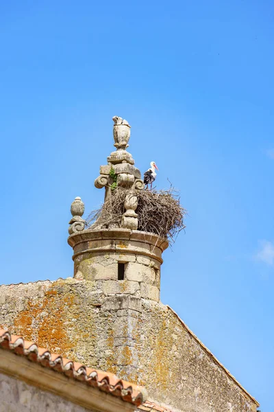 西班牙特鲁希略 埃斯特雷马杜拉在一座石塔顶上的鸟巢中休息 — 图库照片