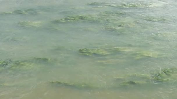 Nahaufnahme Von Seichtem Flusswasser Mit Grünalgen — Stockvideo