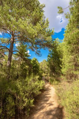 Footpath among a green forest