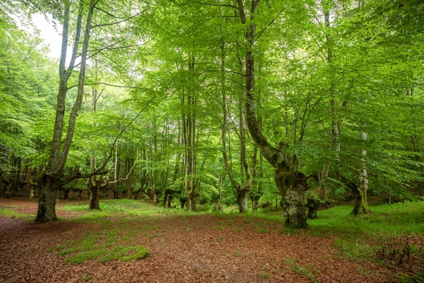 Landscape Leafy Beech Forest Urkiola Nature Park Basque Country Spain — 스톡 사진