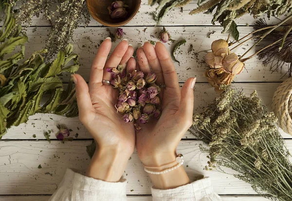 Kadın avuçlarında kurumuş gül tomurcukları kurutulmuş şifalı bitkiler, beyaz ahşap bir masada şifalı bitkiler, bitkisel ilaçlar.