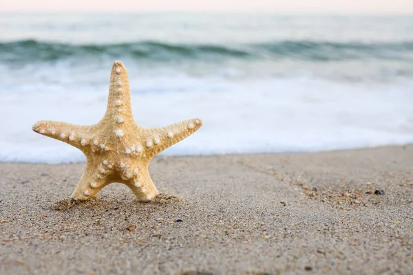 Sea Shells Starfish Tropical Sand Turquoise Caribbean Summer Vacation Travel — Stock Photo, Image