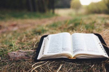 Open bible in a beautiful forest clearing, space for your text