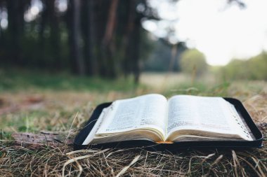 Open bible in a beautiful forest clearing, space for your text