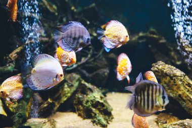 Akvaryumdaki Symphysodon disklerinden renkli balıklar. Yetişkin balıklara yakın çekim