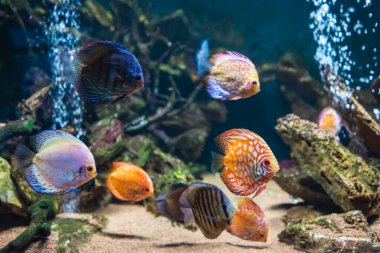 Akvaryumdaki Symphysodon disklerinden renkli balıklar. Yetişkin balıklara yakın çekim
