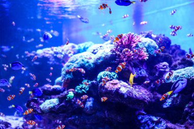 Su altı deniz dünyasının hayvanları. Ekosistem. Renkli tropikal balıklar. Mercan kayalıklarında yaşam.