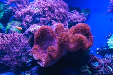 Su altı deniz dünyasının hayvanları. Ekosistem. Renkli tropikal balıklar. Mercan kayalıklarında yaşam.