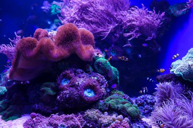 Su altı deniz dünyasının hayvanları. Ekosistem. Renkli tropikal balıklar. Mercan kayalıklarında yaşam.