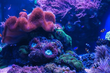 Su altı deniz dünyasının hayvanları. Ekosistem. Renkli tropikal balıklar. Mercan kayalıklarında yaşam.