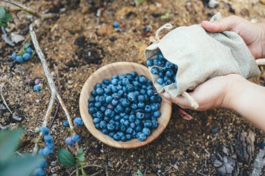 Picking blueberries, female hands pour berries from a burlap bag into a wooden plate