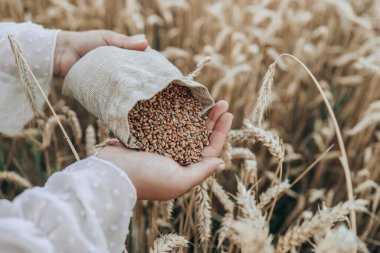 Hands with grain of wheat on the field close-up, harvesting