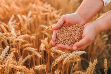 Hands with grain of wheat on the field close-up, harvesting