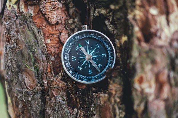 Compass Tree Forest Background — Stock Photo, Image